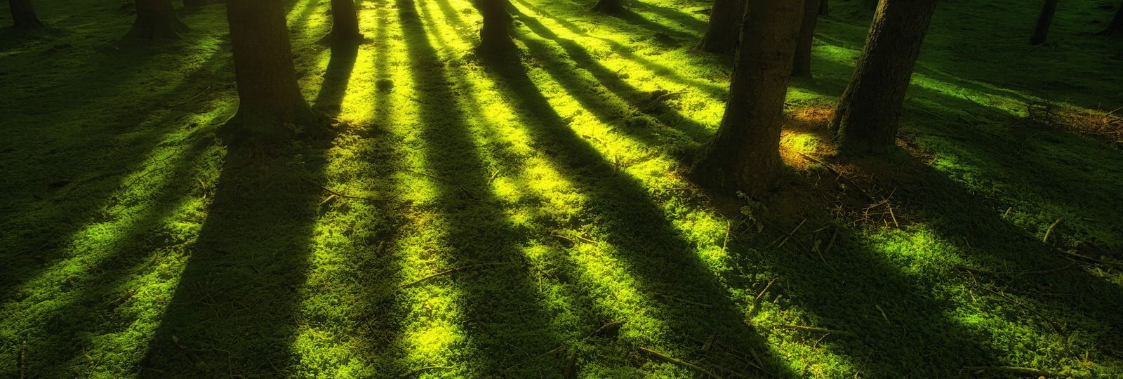 Montre d'occasion ou upcyclée — sous-bois et mousse verte, cycle naturel et réemploi