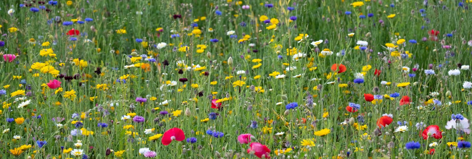 Upcycling horloger — prairie de fleurs sauvages colorées, nature préservée