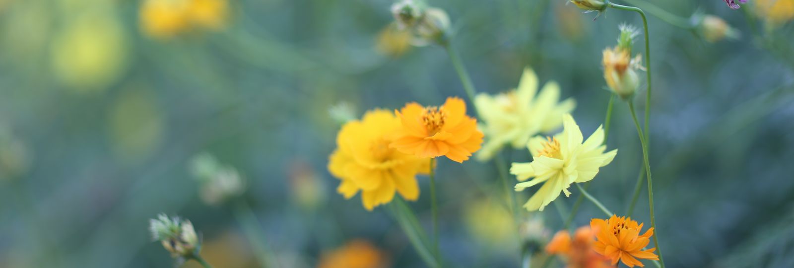 Montre upcyclée en cadeau — fleurs jaunes délicates, nature