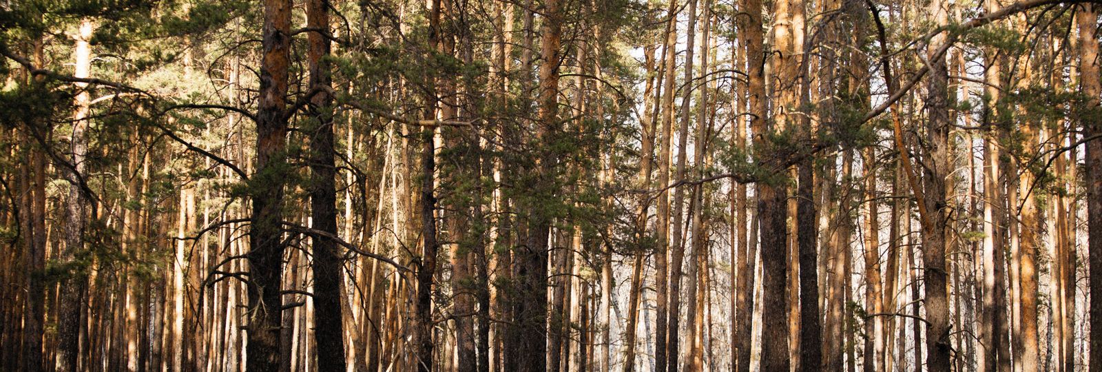 Montre en bois France — forêt de pins, bois naturel