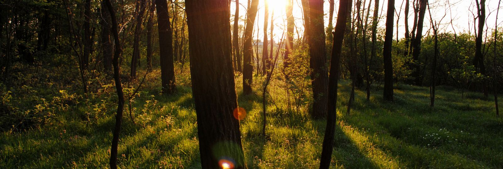 Meilleure montre écologique — sous-bois baigné de lumière dorée