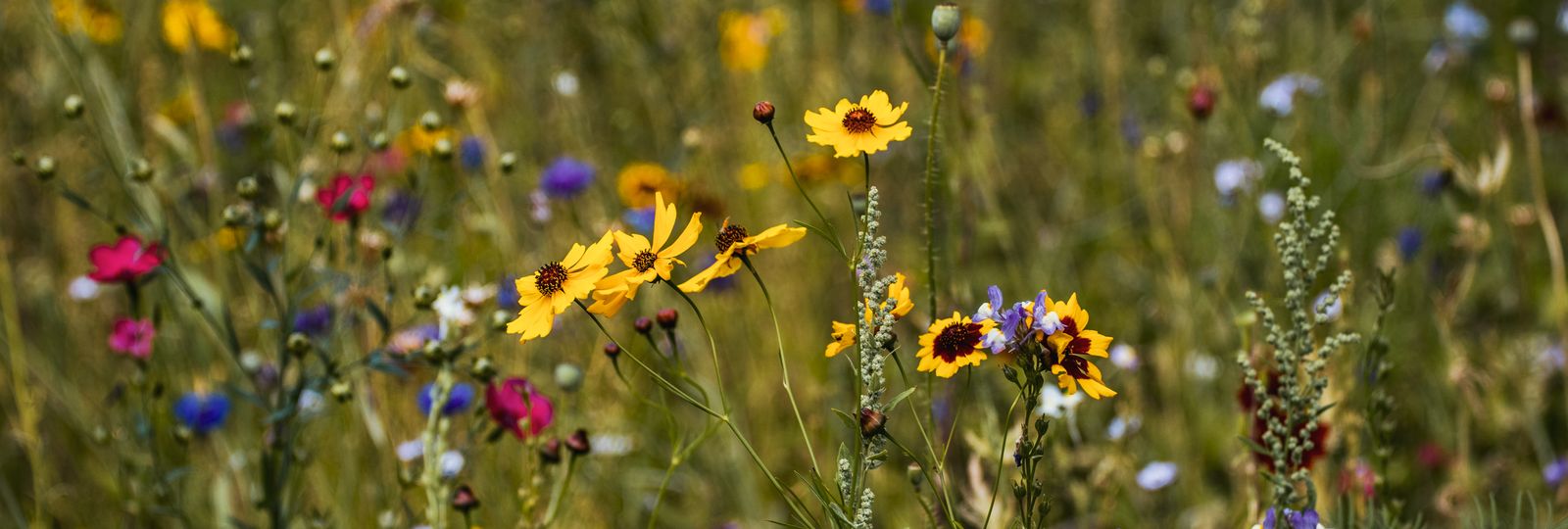 Montre éco-responsable française — prairie de fleurs sauvages colorées