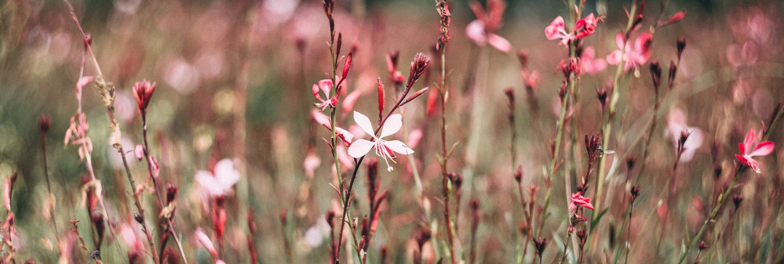 Idée cadeau éco-responsable — fleurs sauvages roses délicates, nature